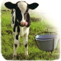 Calf