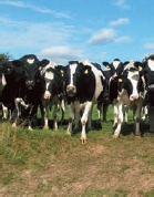 Cows1