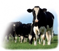 Heifers