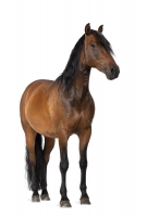 Horse 1