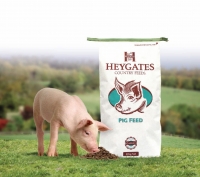 Pig1