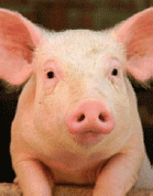 Pig2