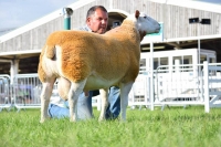 Tup