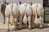 Charolais
