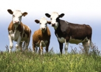 Beef1